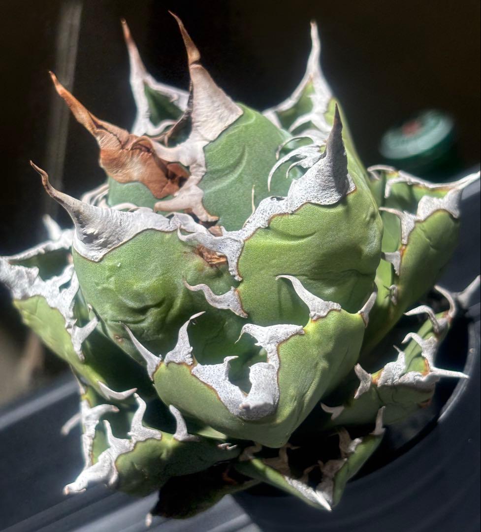 怪物級！アガベスーパーチタノタ（極上株）超S級悪魔くんBAKEMONO高級品種！