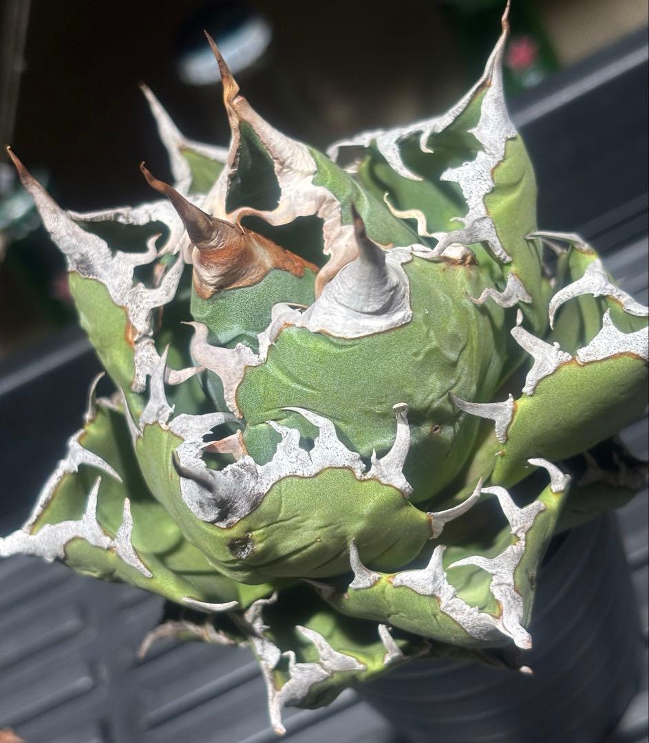 怪物級！アガベスーパーチタノタ（極上株）超S級悪魔くんBAKEMONO高級品種！