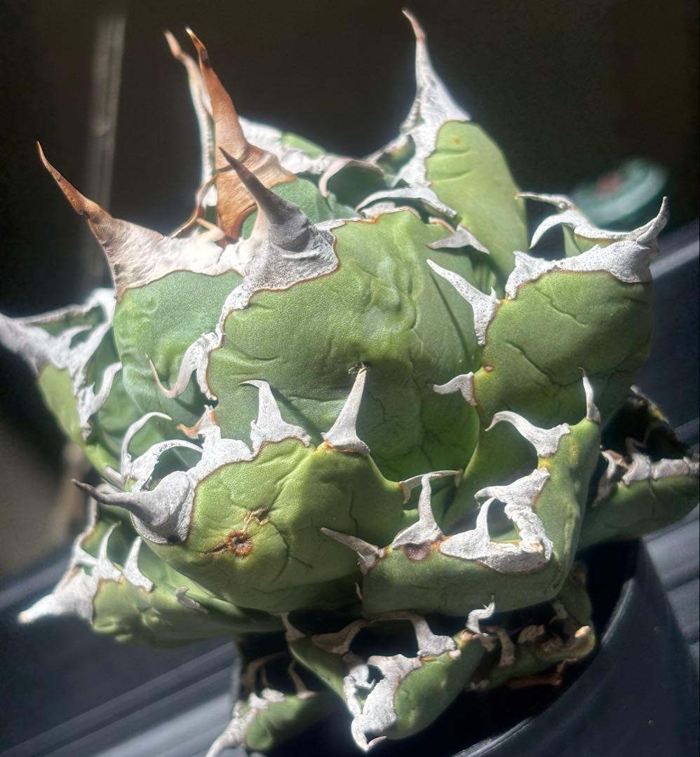 怪物級！アガベスーパーチタノタ（極上株）超S級悪魔くんBAKEMONO高級品種！