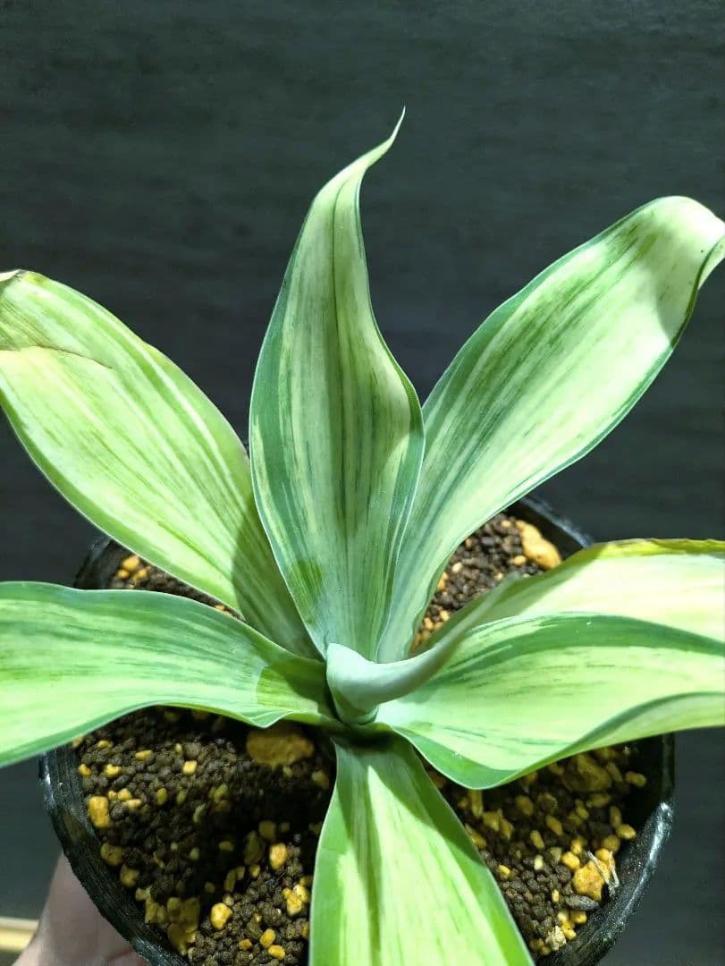 アテナータ　翡翠盤　総柄　アガベ　多肉植物　斑入り　ユーフォルビア