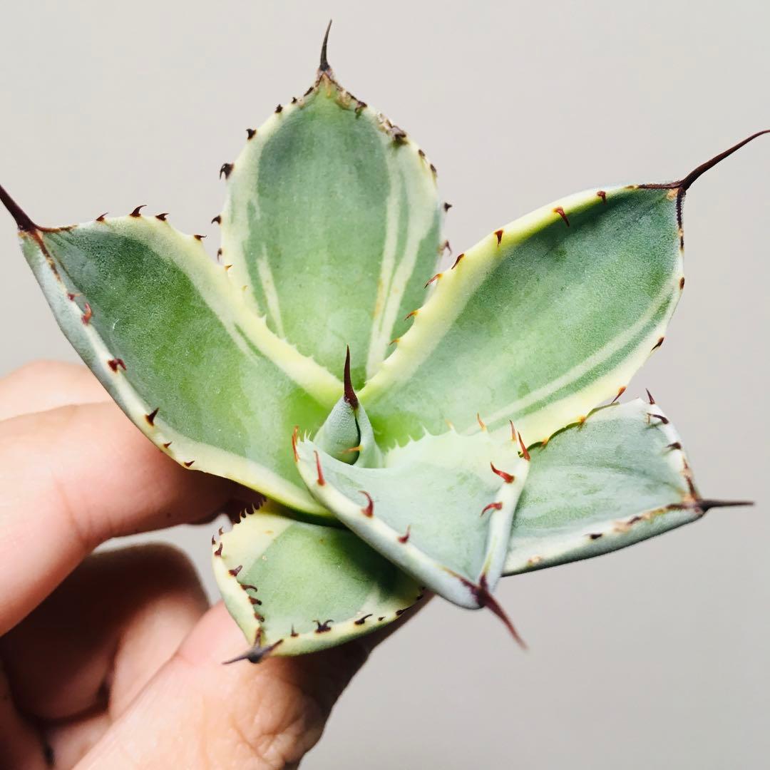 【稀少】オリザバ TC苗 アガベ パリー Agave 'Orizaba'