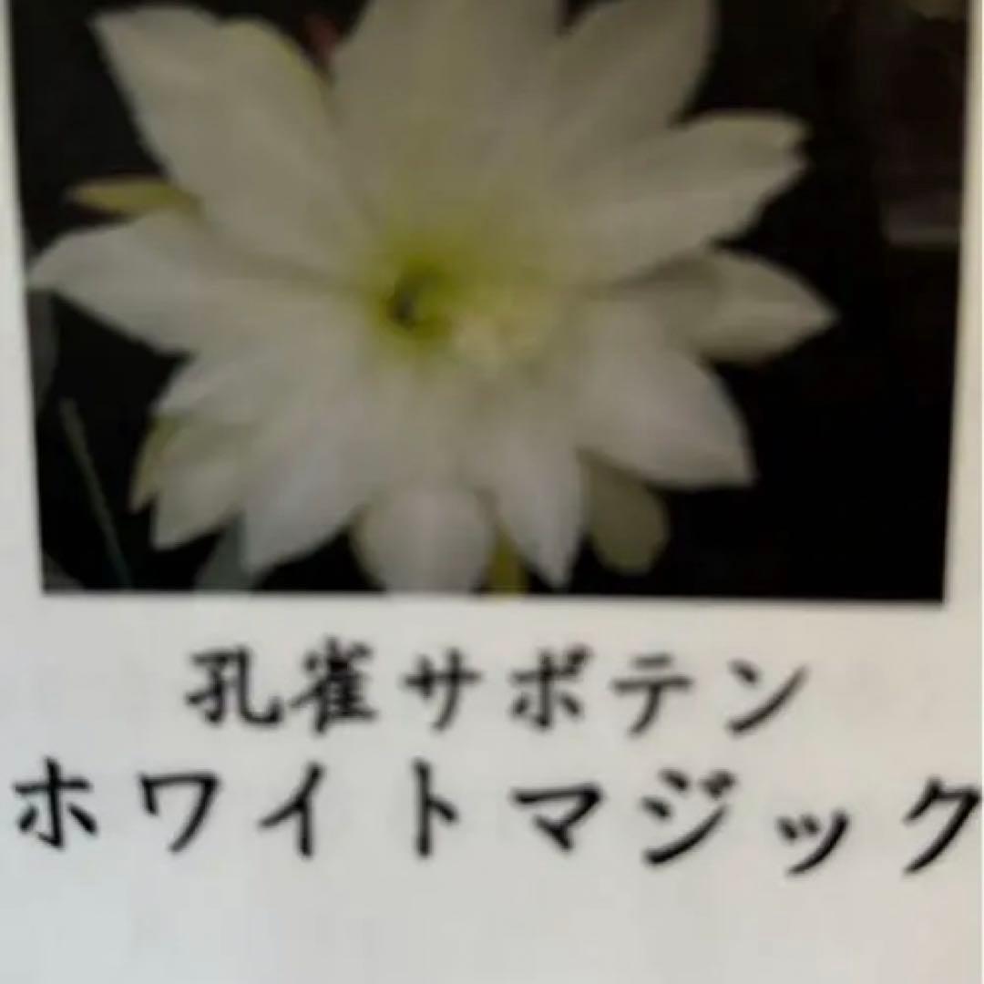 孔雀サボテン　PEAX-51 藤娘　紫勲　ホワイトマジック