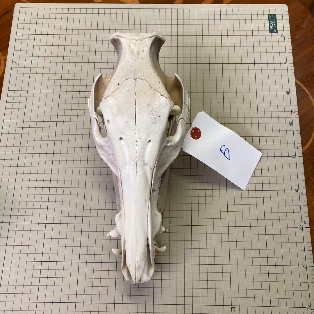 イノシシ　頭骨　スカル