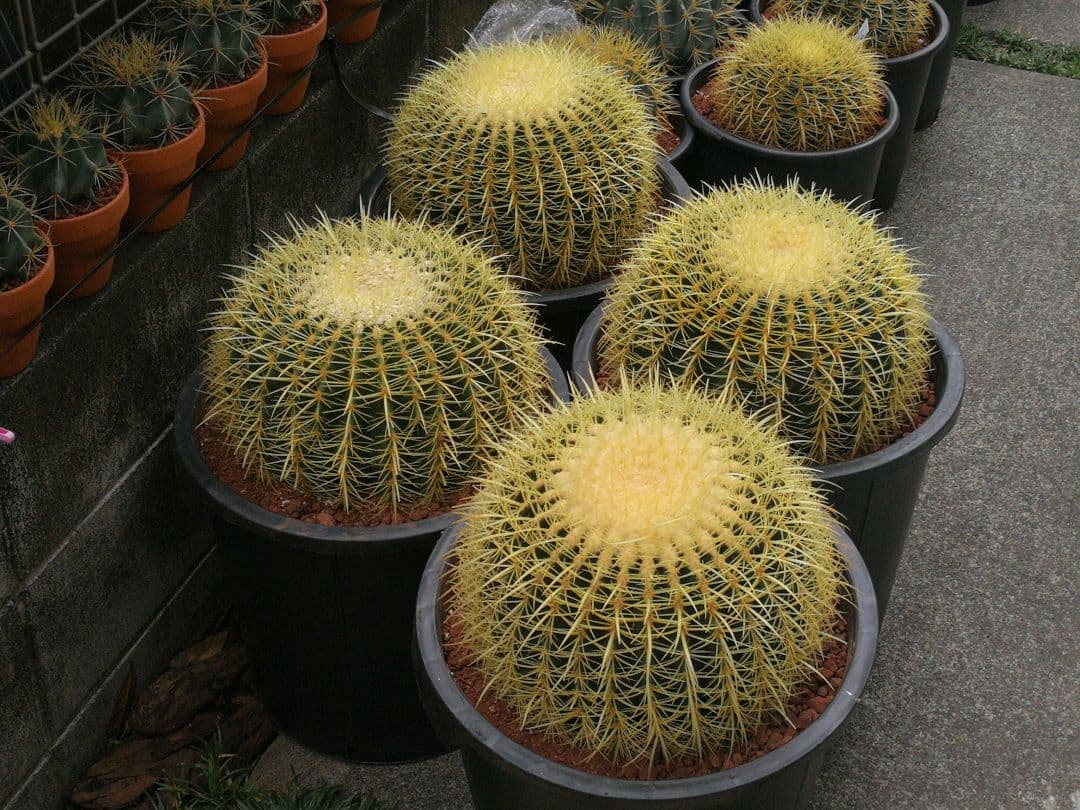 金鯱 サボテン キンシャチ エキノカクタス 12号 ロックガーデン 超特大厳選品