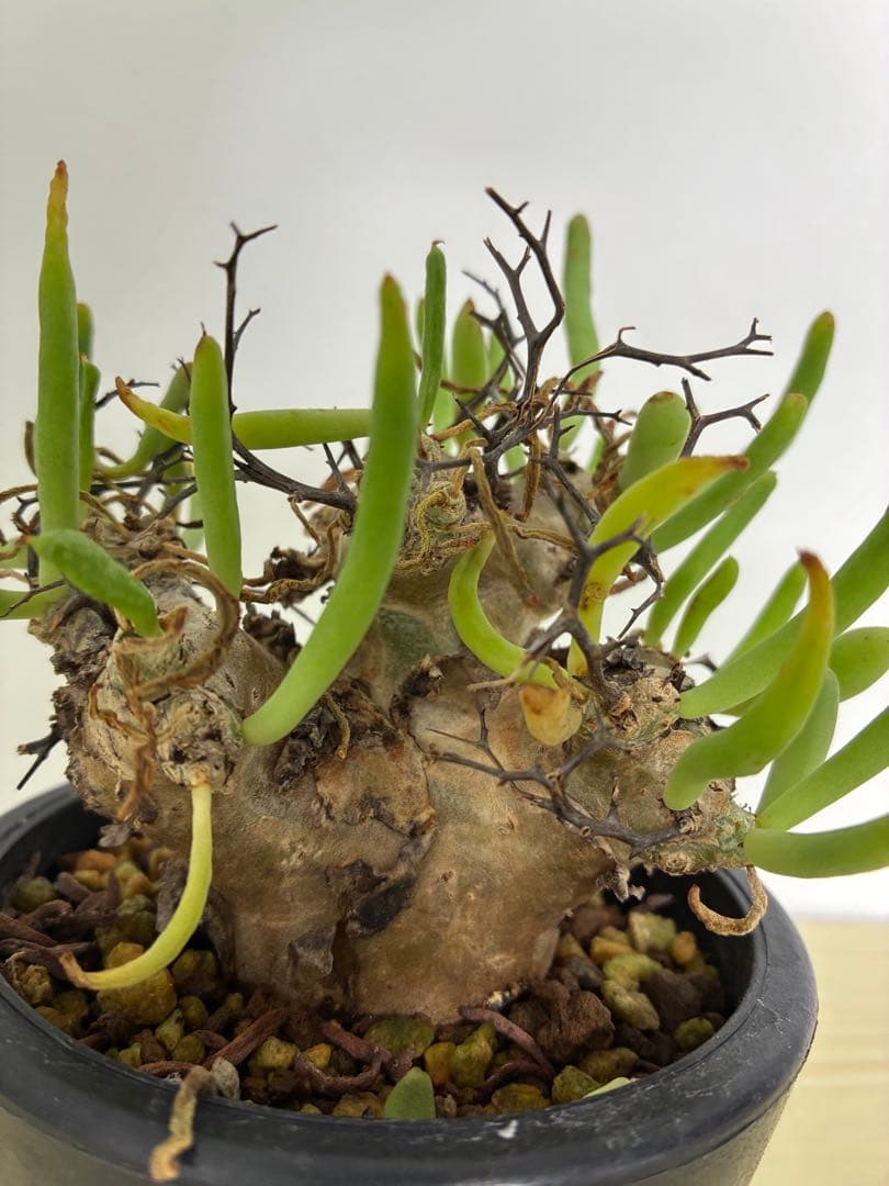 チレコドン レティキュラーツス 万物想 塊根植物　抜き苗　葉落ちします