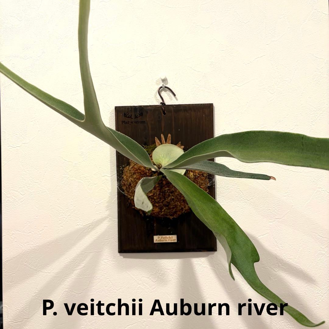 ビカクシダ　ベイチー　アーバンリバー