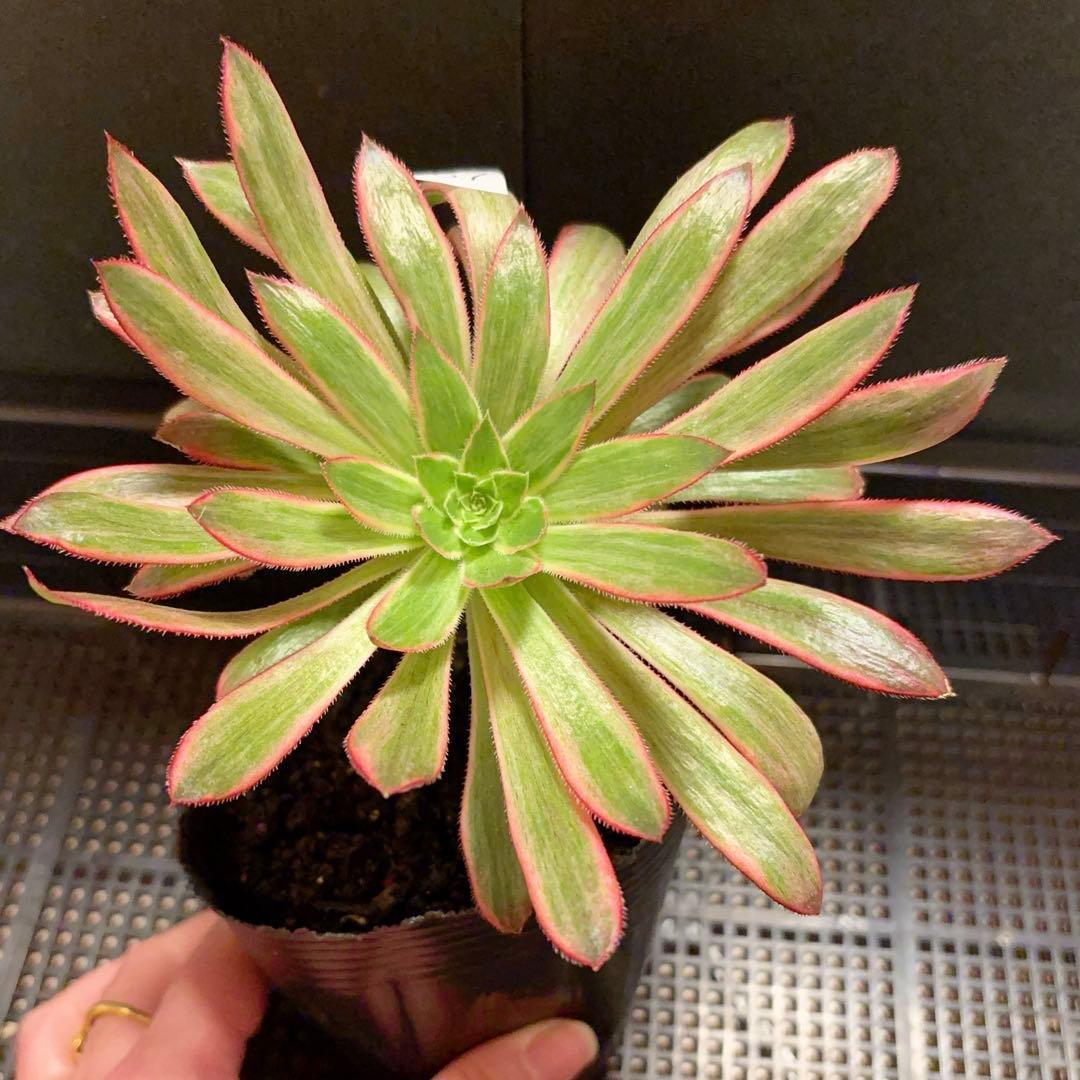 87#多肉植物アエオニウム錦❤️孔雀白錦❤️1大頭17cmカット苗