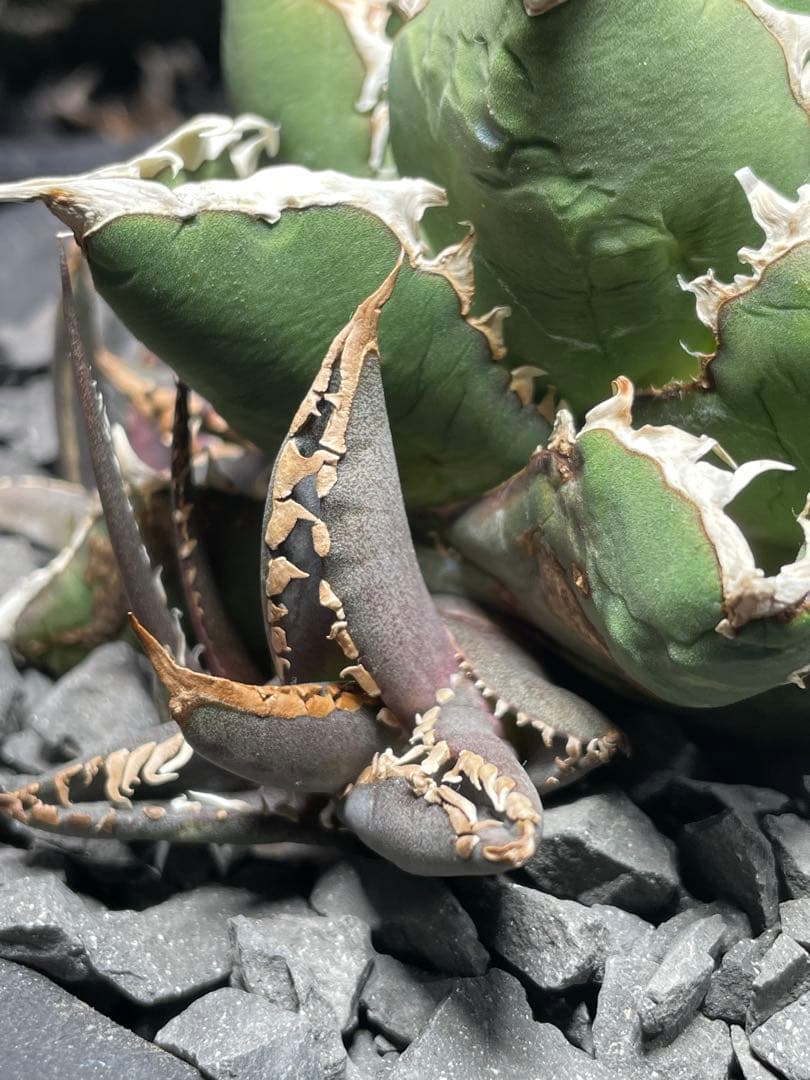 アガベ 包心龍①　ライズ(lize)血統