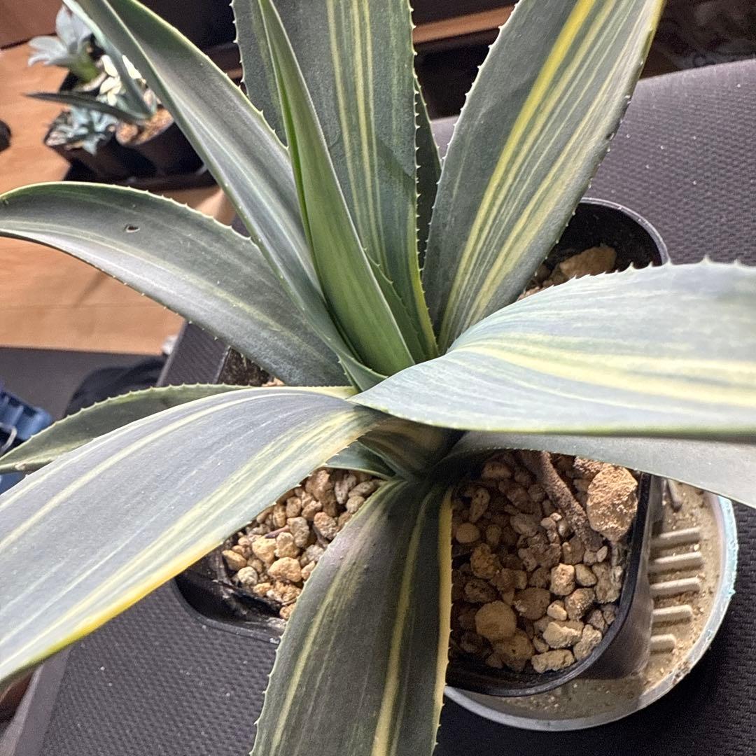 サ*ク様 アガベ　ウェベリー　縞斑