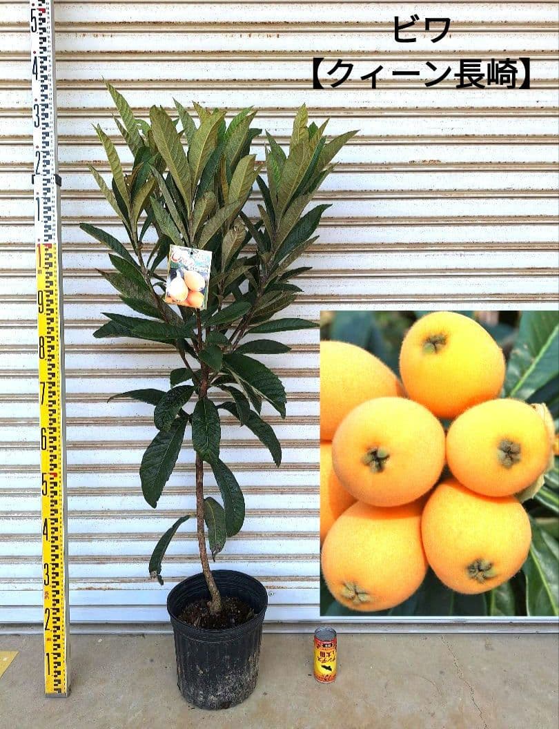 ビワ苗木【クィーン長崎】枇杷