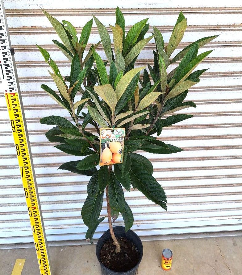 ビワ苗木【クィーン長崎】枇杷