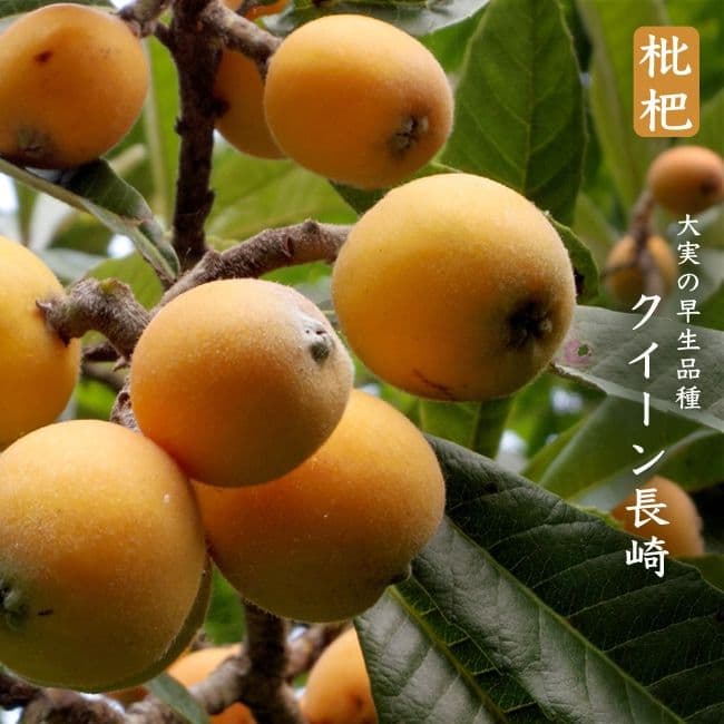 ビワ苗木【クィーン長崎】枇杷