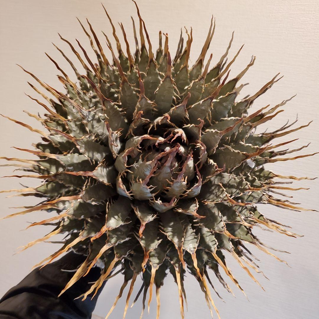 28 アガベ　ユタエンシス エボリスピナ long棘　強棘　特大株　3.0kg