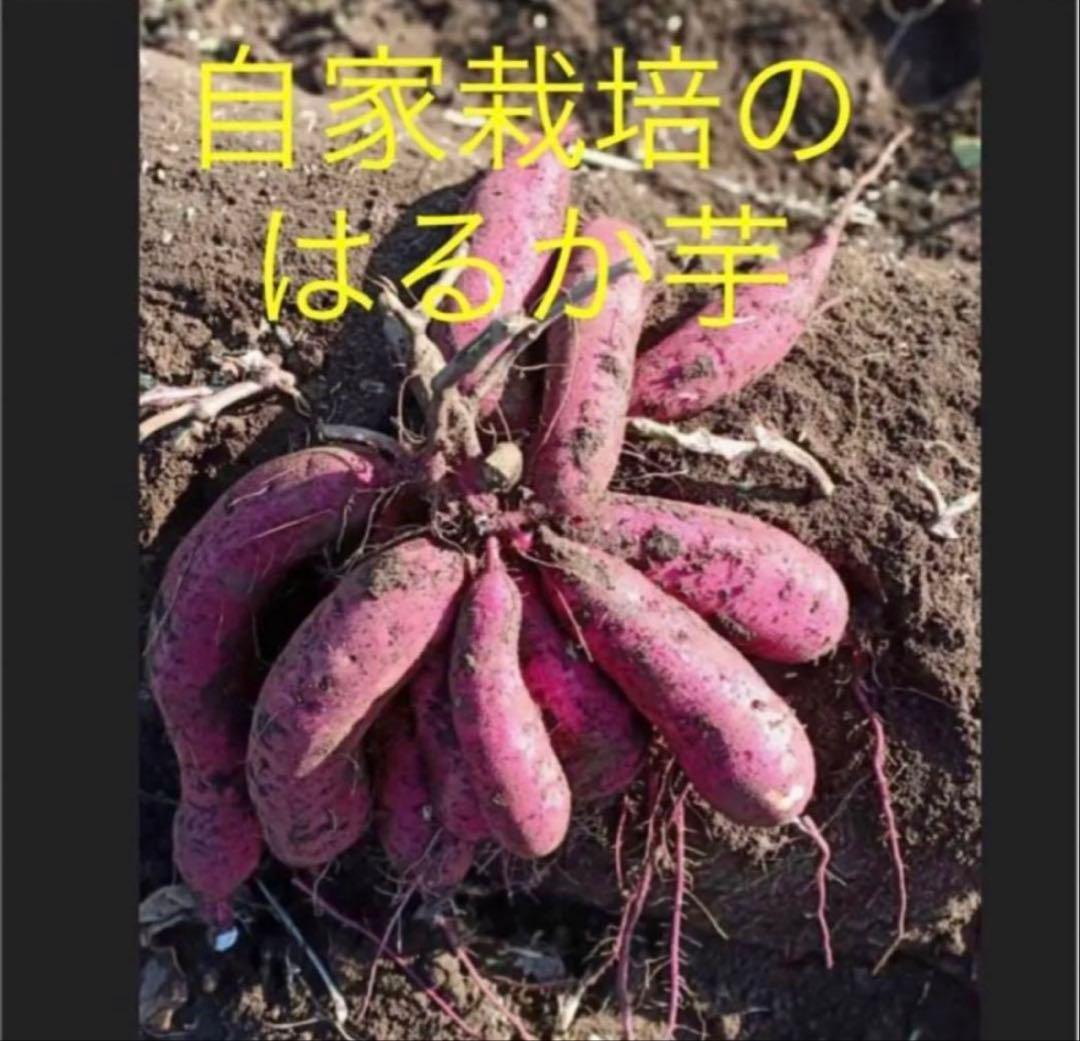 べにはるか苗1000本6月５日発送