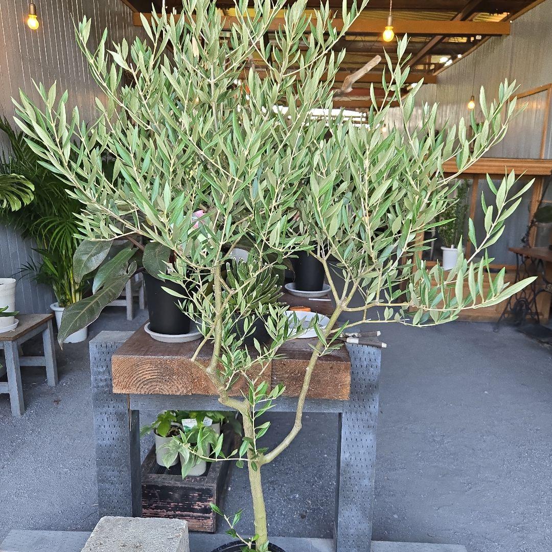 24. オリーブの木souju『ピクアル』8号特大苗木最高等級極上品‼️希少品種