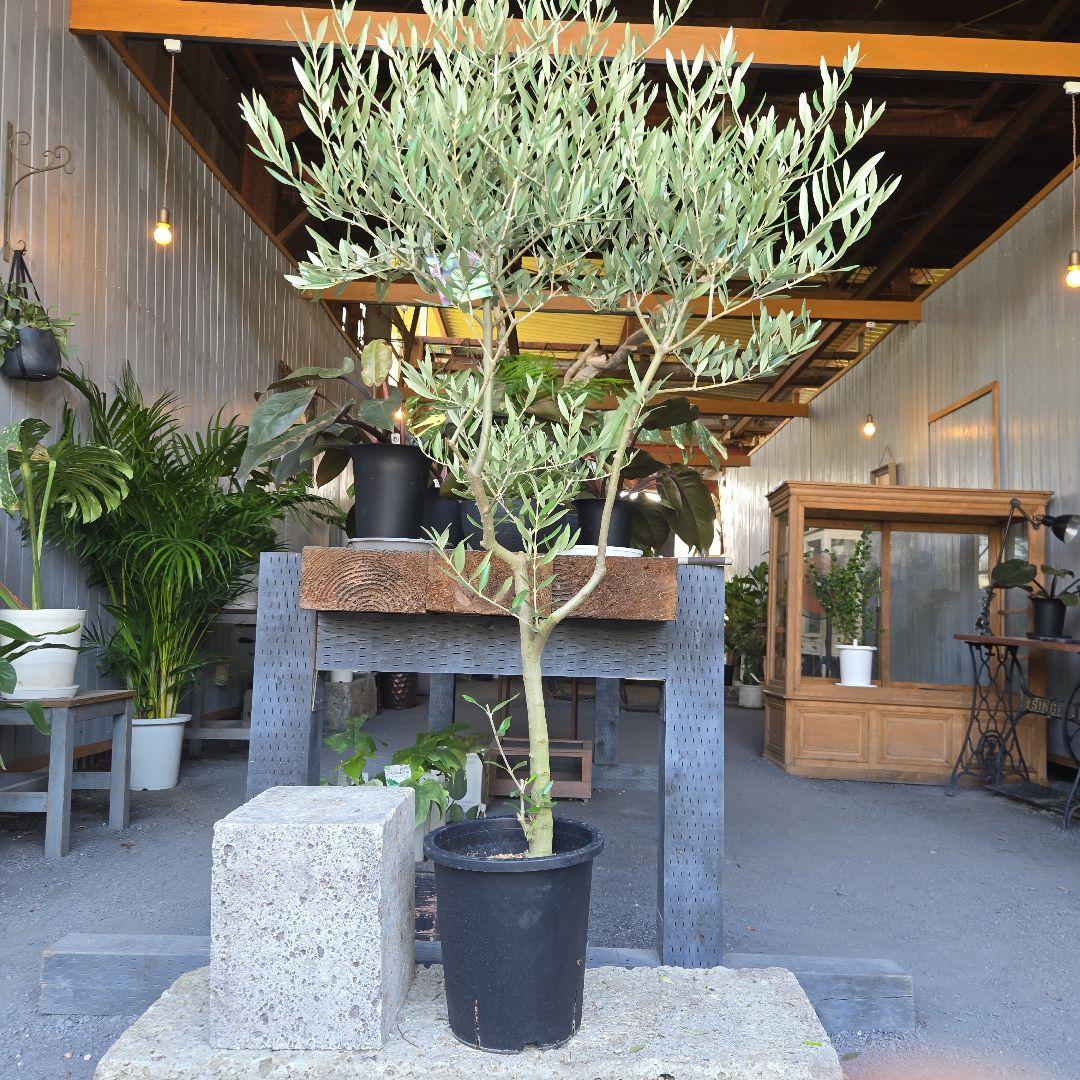 24. オリーブの木souju『ピクアル』8号特大苗木最高等級極上品‼️希少品種