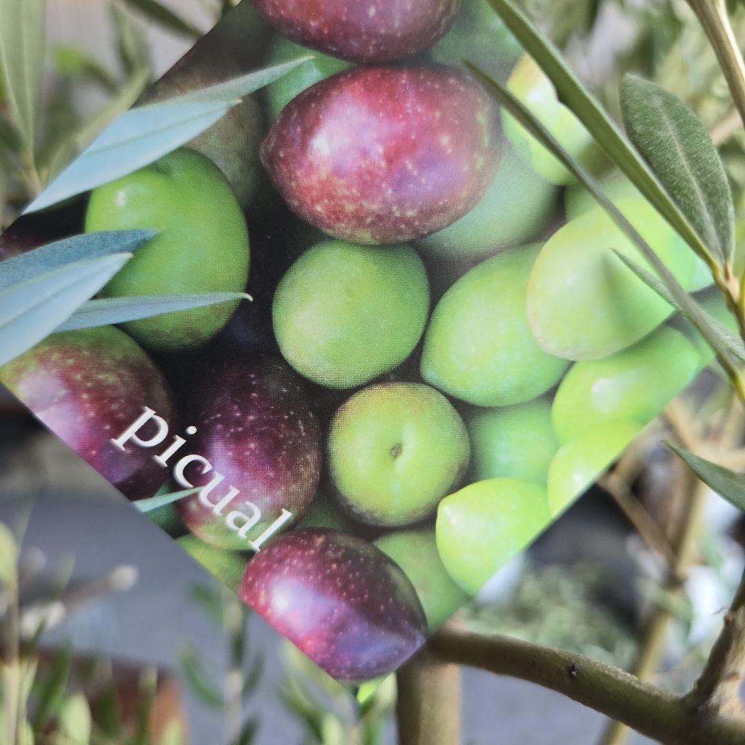 24. オリーブの木souju『ピクアル』8号特大苗木最高等級極上品‼️希少品種