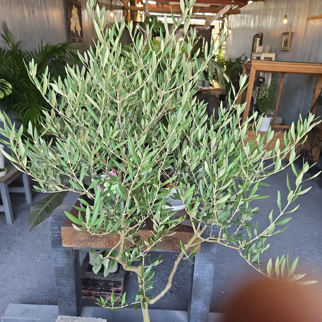 24. オリーブの木souju『ピクアル』8号特大苗木最高等級極上品‼️希少品種