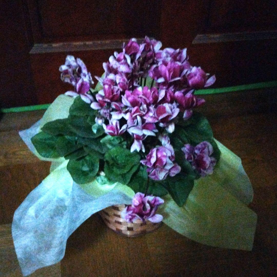 シクラメン　ピコティ