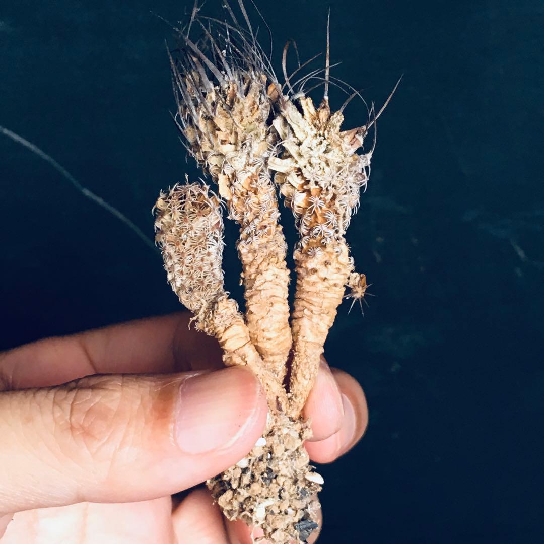 向山グラキリス 3頭仕立て ドライカクタス サボテン ツルビニカルプス