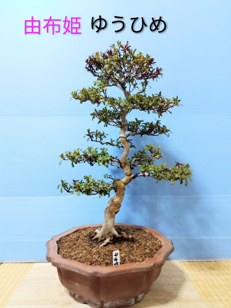 ✦由布姫　皐月盆栽　さつき盆栽　サツキ盆栽　花物盆栽
