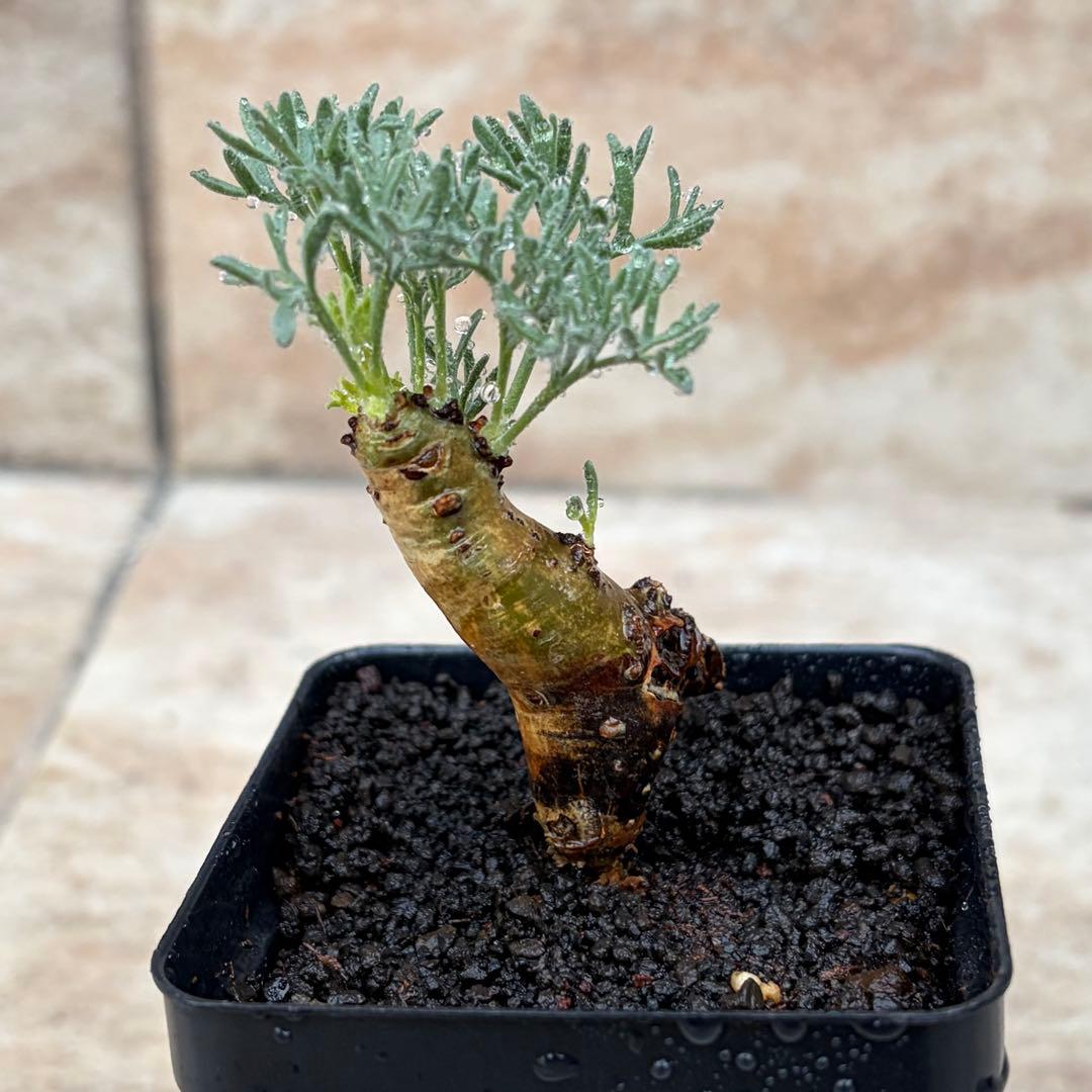 サルコカウロン　ムルチフィズム　約2.5号鉢　No.003　鉢送料込