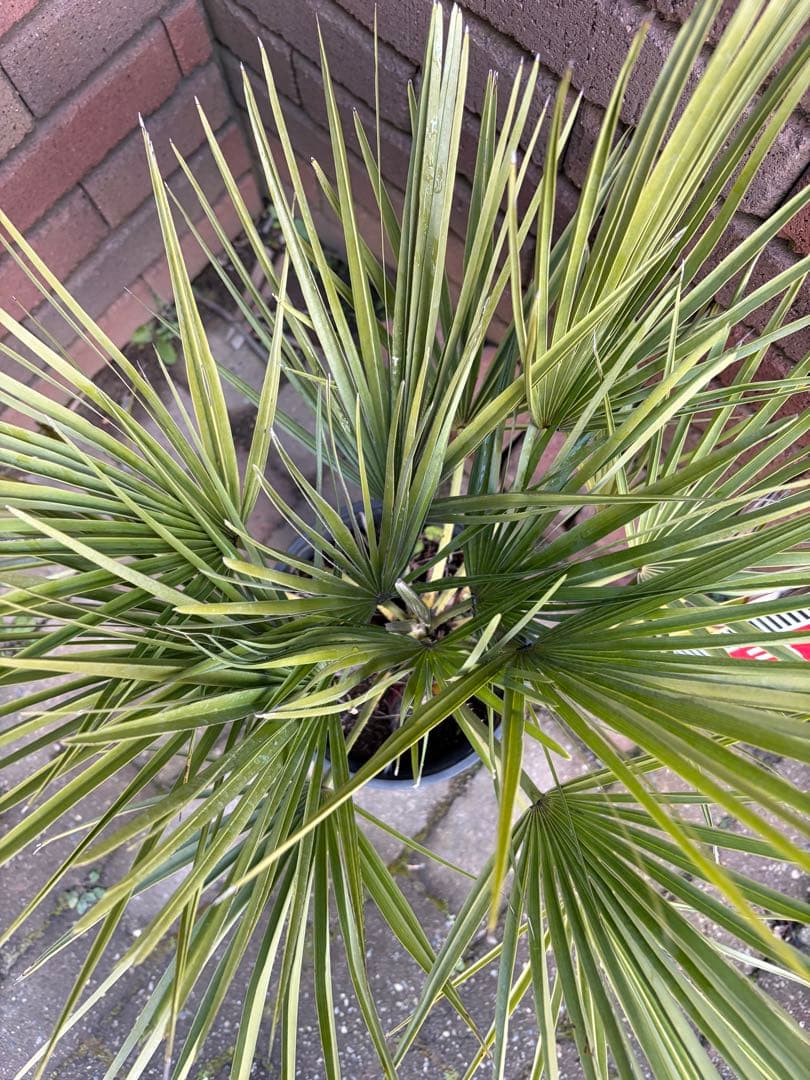 チャメロプス　フミリス　あ