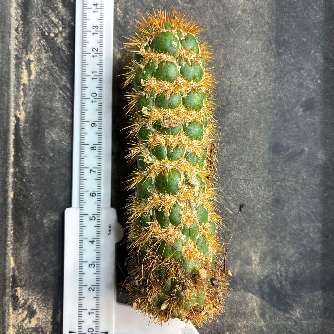 新品種　トリコセレウス スパキアナス　スーパーモンストローサ　希少種　1