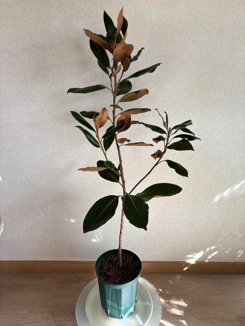 現品発送 ヤマト運輸発送 泰山木 タイサンボク リトルジェム 苗 希少 レア