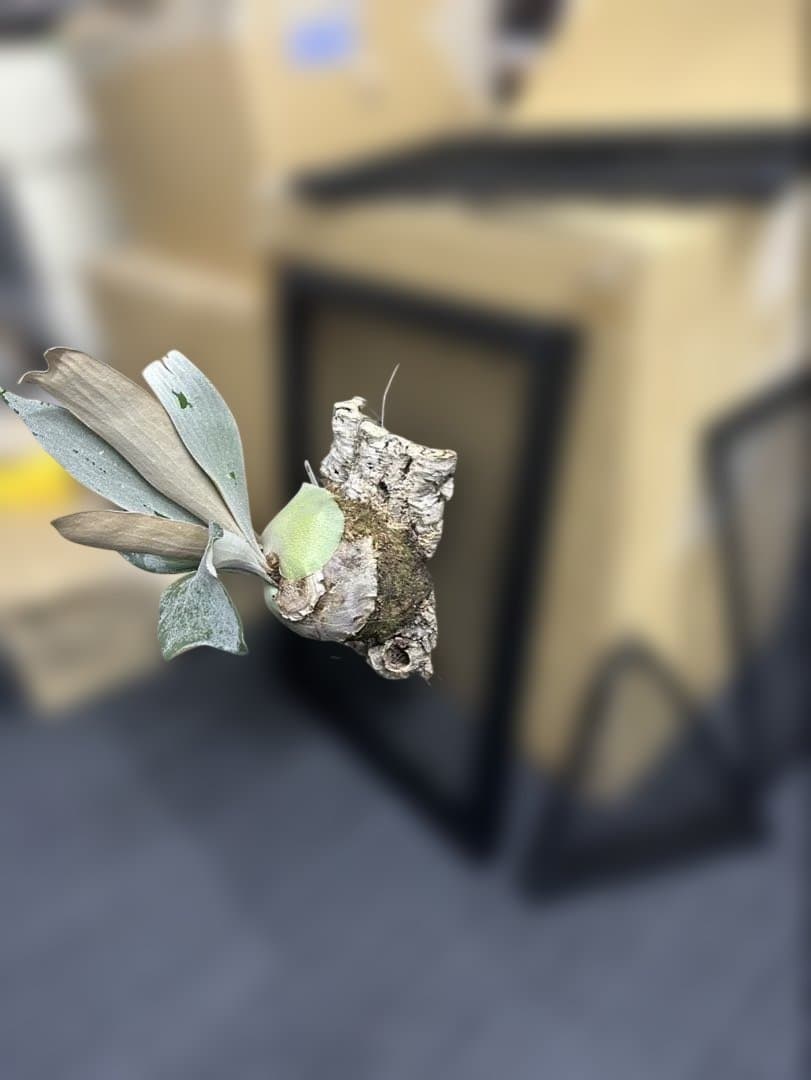 ビカクシダ 中型 着生植物