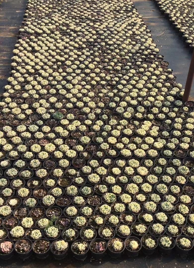 50多肉植物ルノーディーン 50苗4-6CM