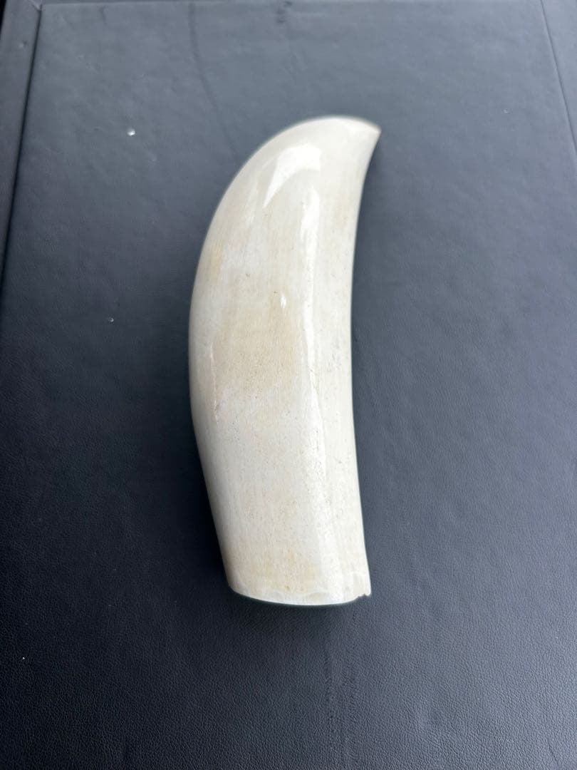 鯨/鯨歯/クジラ/歯/牙/263.68g