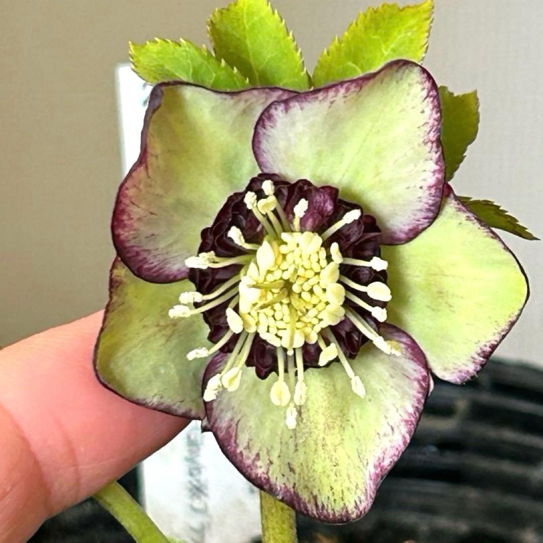 【加藤農園】クリスマスローズ　小輪sd グリーンバイカラー　《2/17》