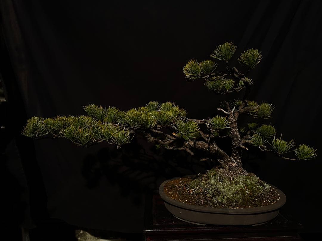 五葉松　吹き流し　半懸崖　株立