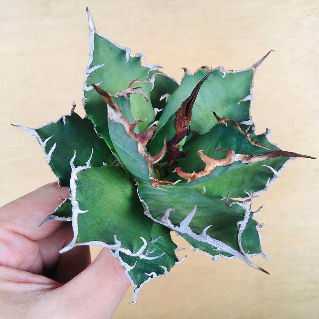 シーザー TC株 強棘 アガベ チタノタ