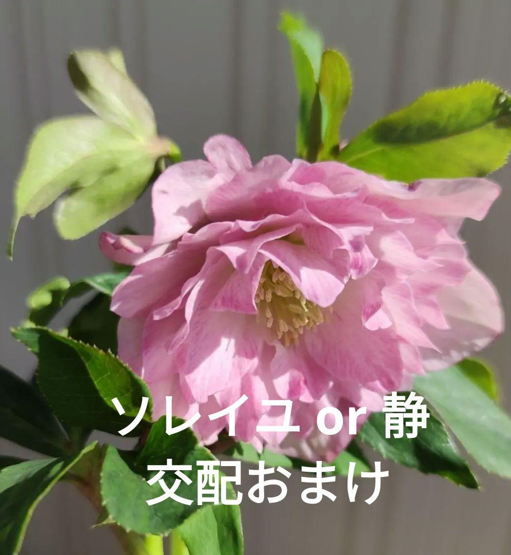 クリスマスローズ　多弁ピンクグラデーション　おまけ交配