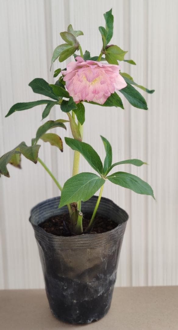 クリスマスローズ　多弁ピンクグラデーション　おまけ交配