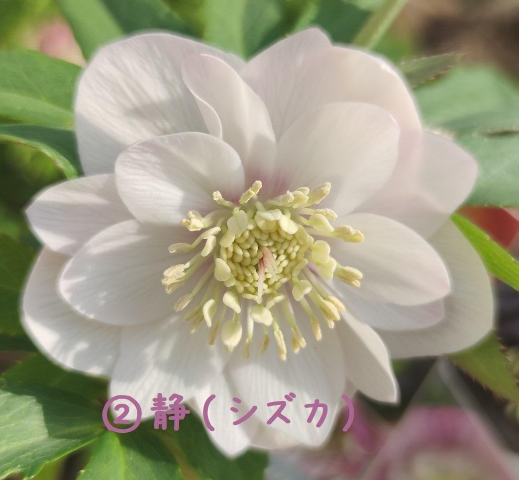 クリスマスローズ　多弁ピンクグラデーション　おまけ交配