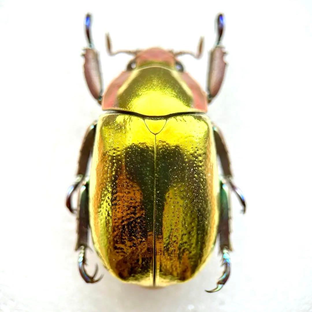 08083 アウリガンスプラチナコガネ