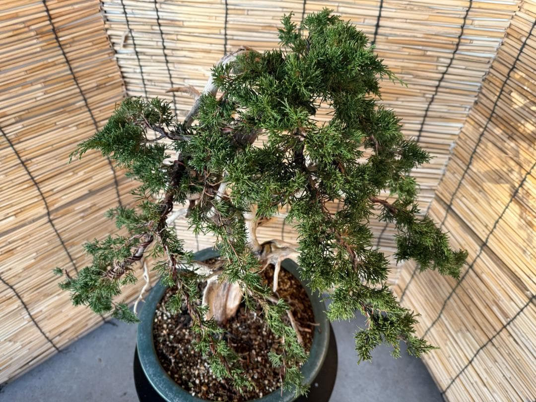 ★大特価！早い者勝！人気・糸魚川真柏、太幹・シャリ・ジン！シンパク