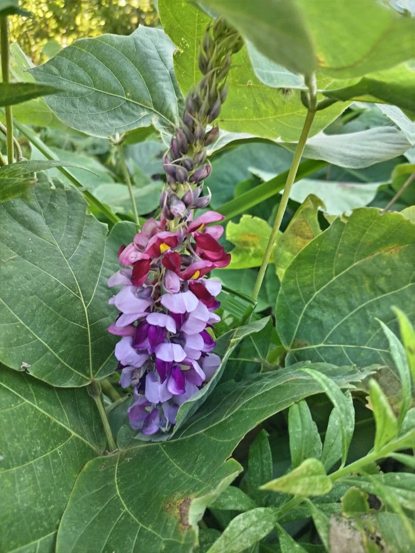センニンソウ他　野の花　ご確認用