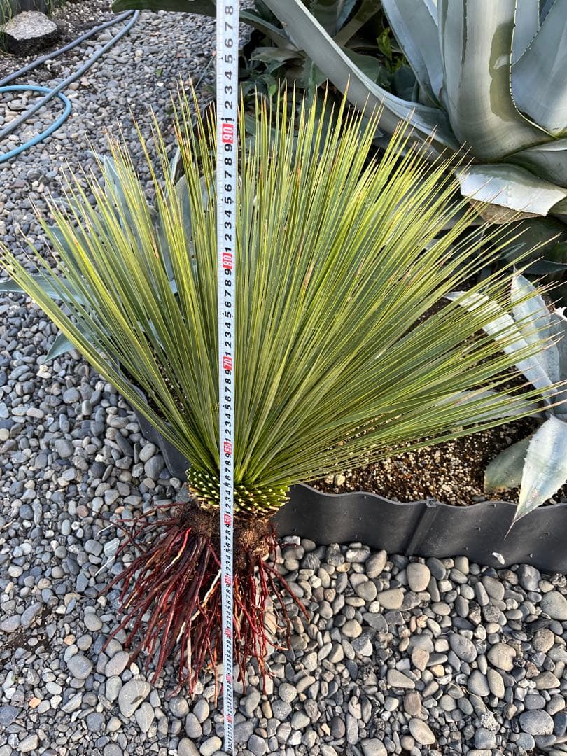 ユッカ トンプソニアーナ