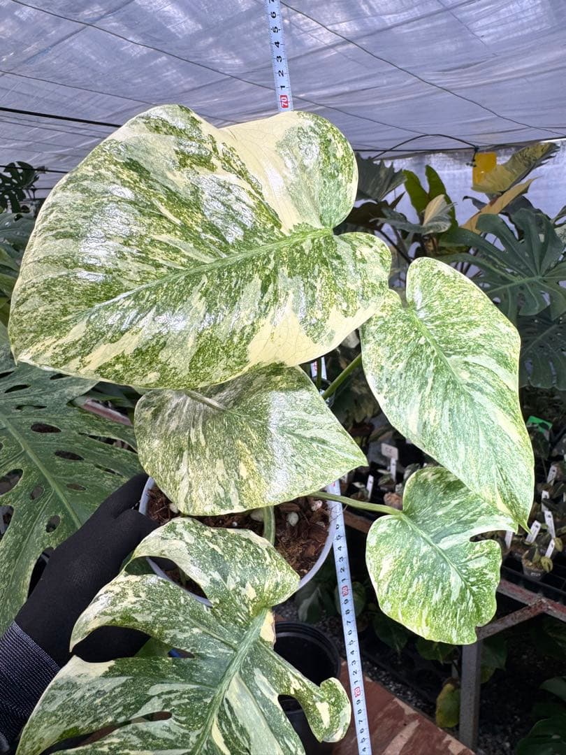 LG5 モンステラ　レガシー　美斑入り健康株