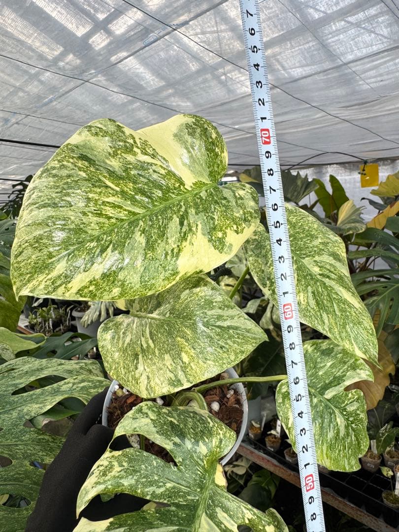 LG5 モンステラ　レガシー　美斑入り健康株