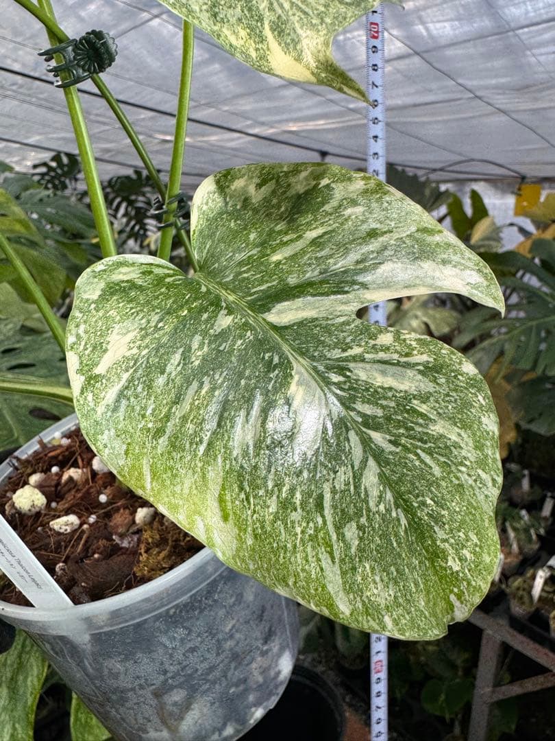 LG5 モンステラ　レガシー　美斑入り健康株