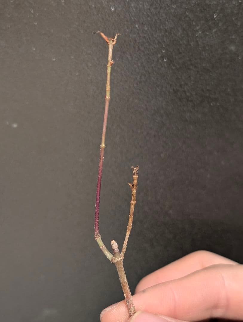 ヨッシーさま 確認用