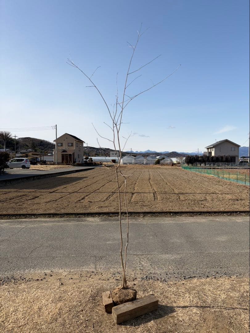 山採り アオダモ 自然樹形 株立ち 2本立ち