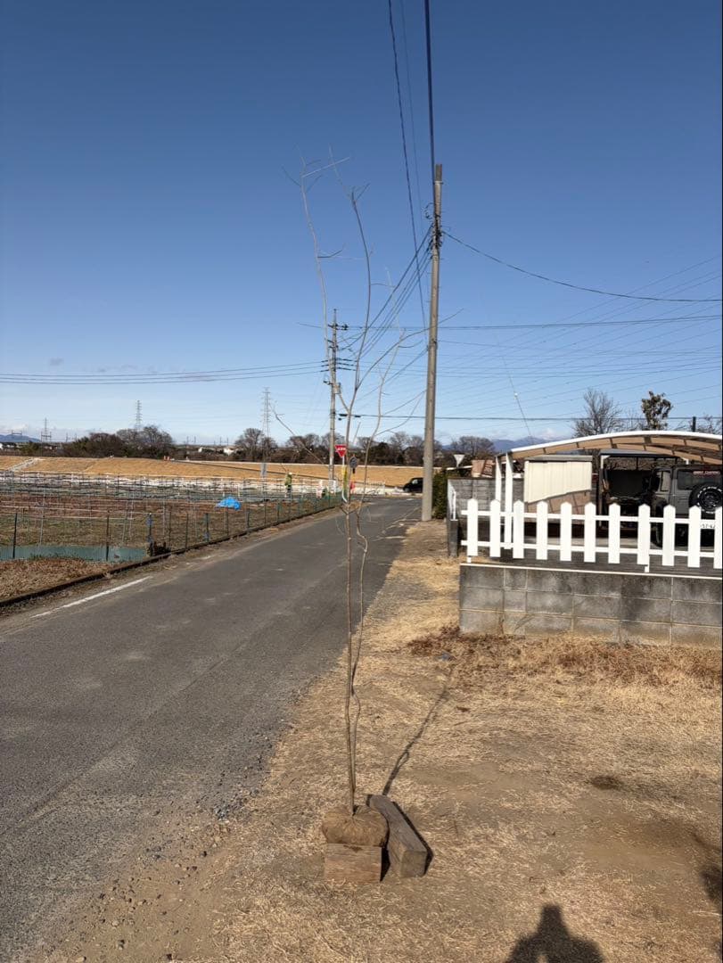 山採り アオダモ 自然樹形 株立ち 2本立ち