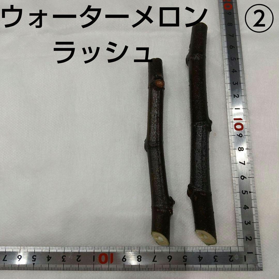 ②◆イチジク穂木2本◆ウォーターメロンラッシュ②【親木の写真あり・結実実績あり】