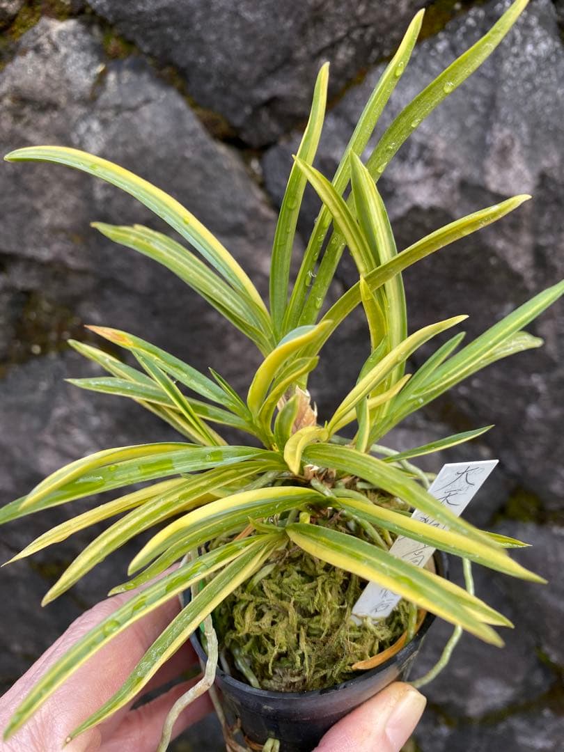 冨貴蘭　大天狗　高千穂産の縞覆輪株立ち　山野草　野生蘭